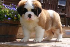 Saint Bernard Puppies For Sale, Ready Soon! For Sale text me on (520) 775-1859 Image eClassifieds4u