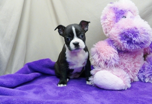Stunning Litter Of Boston Terrier Puppies For Sale text me on (520) 775-1859 Image eClassifieds4u