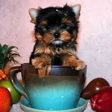 Beautiful teacup Yorkie puppy for adoption Image eClassifieds4u