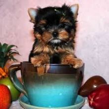 Beautiful teacup Yorkie puppy for adoption