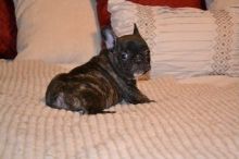 Lovely rench bull dog puppies Text 901-401-8672
