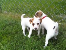 Beautiful 12 weeks old Jack russel puppies for sale! Image eClassifieds4U