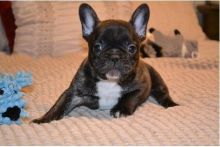 French Bull Dog puppies text me (901)-401-8672 Image eClassifieds4u 1