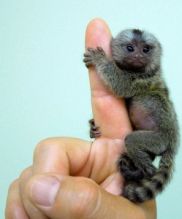Beautiful Home-Raised Marmoset Monkeys//amamda.veronic.a@gmail.com Image eClassifieds4U