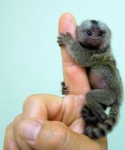 2/Little Sweet Marmoset Monkey//amamdaveroni.c.a@gmail.com Image eClassifieds4U