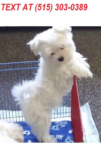 Maltese Puppie Looking For There Forever Homes Image eClassifieds4u