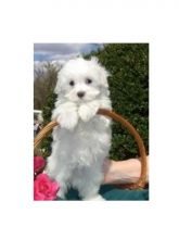 $300, excellent Male & Female Maltese pupps available text us any time at 515 x 303 x 0389