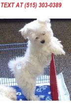 Maltese Puppie Looking For There Forever Homes