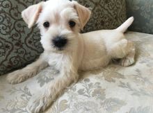 Adorable Miniature Schnauzer Puppies for sale