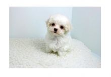 Adorable outstanding Maltese puppies (515) 303-0389