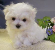 Outstanding Maltese pups ready for your home!(515) 303-0389