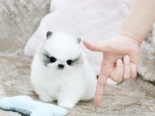 Pomeranian puppy ready for adoption