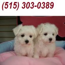 Excellent Tiny T-cup Micro Tea-Cup Maltese Puppies!!Call/Text=(515) 303-0389