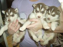top class Siberian husky puppies...2039986748