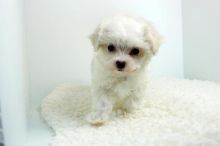 Two Adorable outstanding Maltese puppies (515) 303-0389