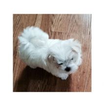 Two Teacup Maltese Puppies Needs a New Family (515) 303-0389