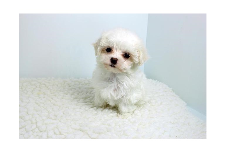 Adorable outstanding Maltese puppies (515) 303-0389 Image eClassifieds4u