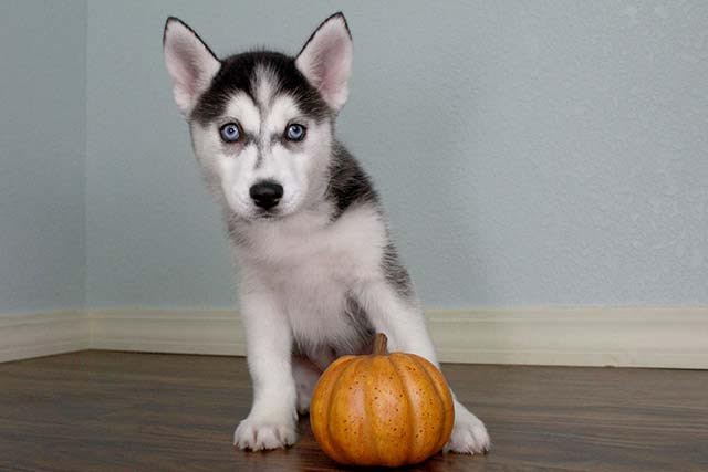 husky puppy for sale Image eClassifieds4u
