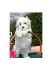 $300, excellent Male & Female Maltese pupps available text us any time at 515 x 303 x 0389 Image eClassifieds4U