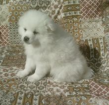 stunning american eskimo pups for sale Image eClassifieds4U