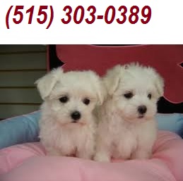Excellent Tiny T-cup Micro Tea-Cup Maltese Puppies!!Call/Text=(515) 303-0389 Image eClassifieds4u