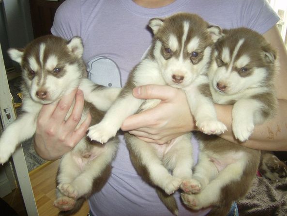 top class Siberian husky puppies...2039986748 Image eClassifieds4u
