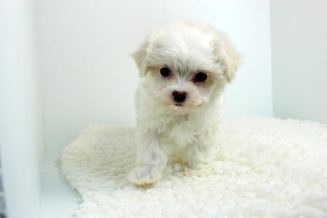 Two Adorable outstanding Maltese puppies (515) 303-0389 Image eClassifieds4u