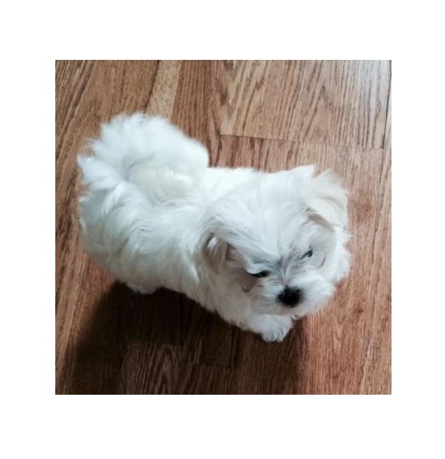 Two Top Class Maltese Puppies Available(515) 303-0389 Image eClassifieds4u