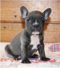 $$ Adorable cutest French bulldog Text 901-401-8672