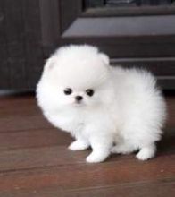 We have two11 week old registered pom puppies up for a good home