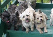 Affectionate Cairn Terrier pups for a perfect home