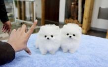 White Pomeranian Puppies//amamd.avero.nica@gmail.com/