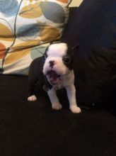 Boston Terrier Puppies Wildax Bloodlines .email OR text at (402) 277-8914) meninadebra@gmail.com