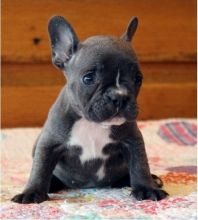 Cute French bulldog puppies 2male 2 female available text (901)401-8672