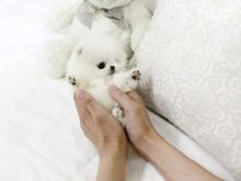 cute white pom puppies