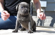 Excellent bred Cane Corso puppies for sale