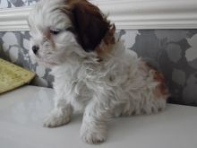 Highly Desirable Maltipoo Boy Ready Now text at (402) 277-8914)