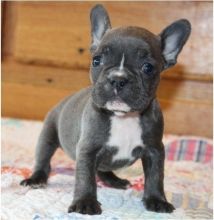 Playful French bulldog puppies Text: 901-401-8672
