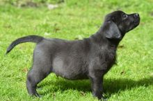 Stunning Black Girl Labrador Available text at (402) 277-8914)