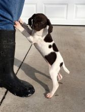 stunning litters of German Shorthaired Pointer Puppies for Sale