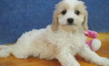 sumptuous Cavachon pups for sale