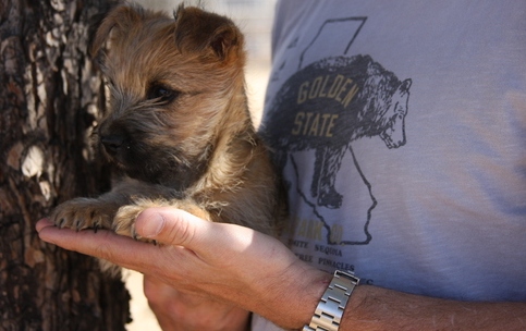 Affectionate Cairn Terrier pups for a perfect home Image eClassifieds4u
