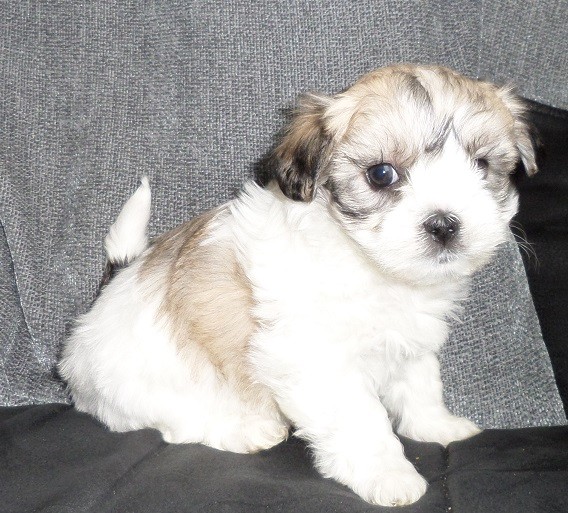 Boston Terrier Puppies Wildax Bloodlines .email OR text at (402) 277-8914) meninadebra@gmail.com Image eClassifieds4u