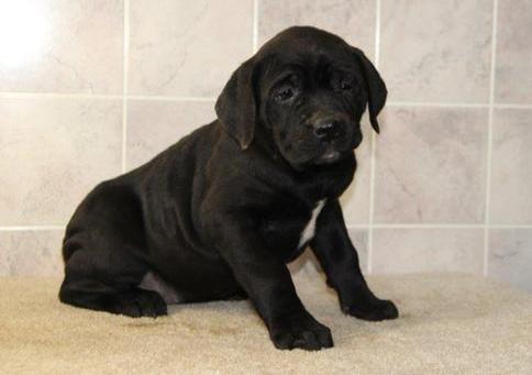 Excellent bred Cane Corso puppies for sale Image eClassifieds4u