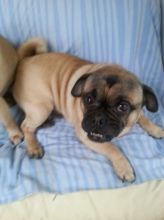 1 Stunning Top Quality Male English Bulldogs! email OR text at (402) 277-8914 meninadebra@gmail.com Image eClassifieds4u 2