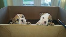 1 Stunning Top Quality Male English Bulldogs! email OR text at (402) 277-8914 meninadebra@gmail.com Image eClassifieds4u 1