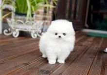 Amazing Havanese pom puppies for adoption Image eClassifieds4U