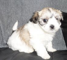 Boston Terrier Puppies Wildax Bloodlines .email OR text at (402) 277-8914) meninadebra@gmail.com Image eClassifieds4u 2