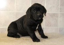 Excellent bred Cane Corso puppies for sale Image eClassifieds4u 2