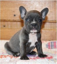 Playful French bulldog puppies 2male 1 female available text (901)401-8672 Image eClassifieds4U